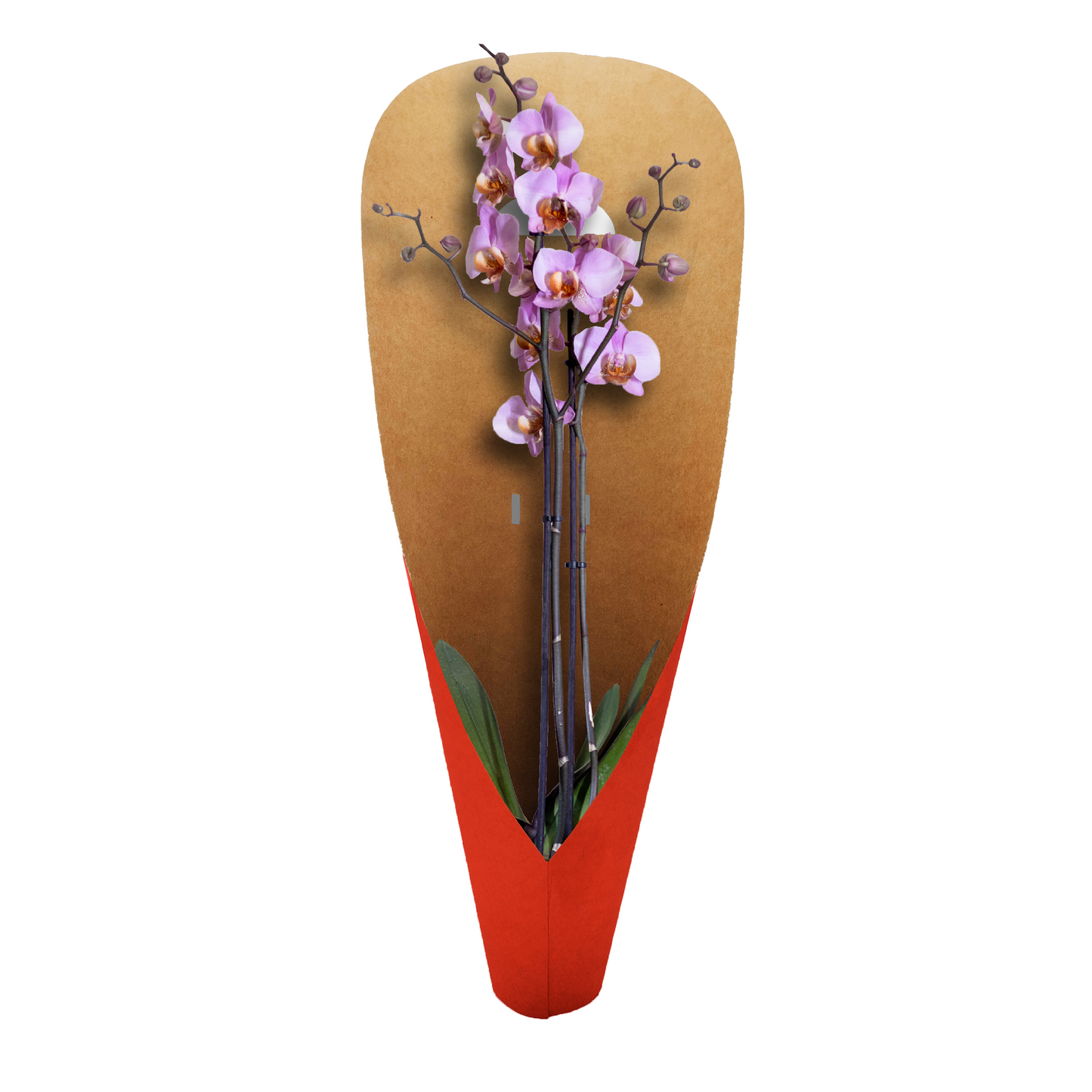 Orchideen-Tragetasche – schlichtes Rot (20er-Pack)