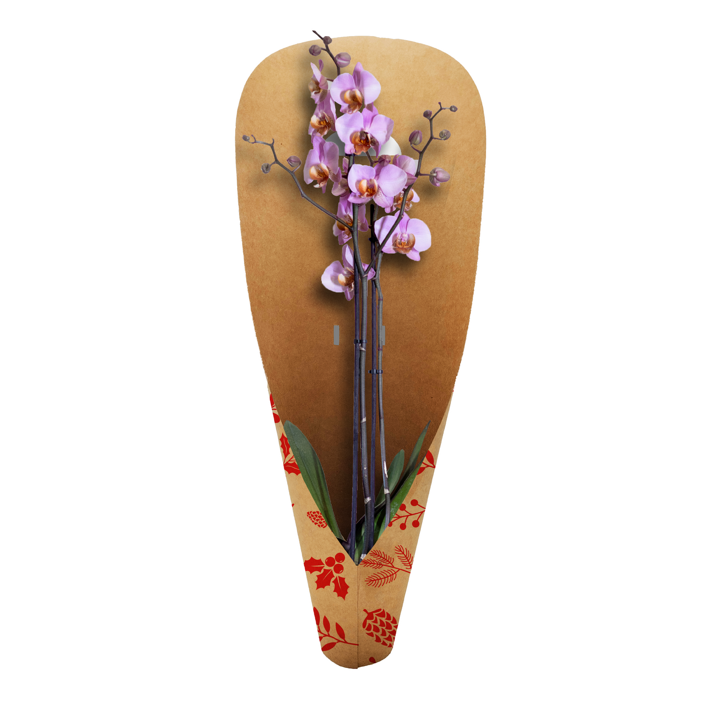 Orchideen-Tragetasche – Tannenzapfenrot (20er-Pack)
