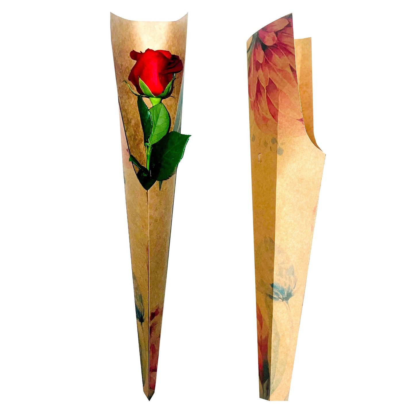 Einzelne Rosenhülle – Protea (20er-Pack)